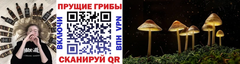 как найти наркотики  Аргун  Галлюциногенные грибы мицелий 